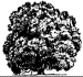 sdfhs Logo